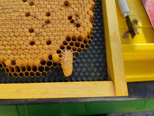 EZPZ Swarm Cell Harvester Kit – EZPZ Beekeeping Equipment