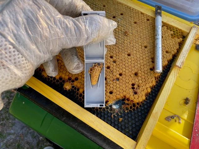 EZPZ Swarm Cell Harvester Kit – EZPZ Beekeeping Equipment